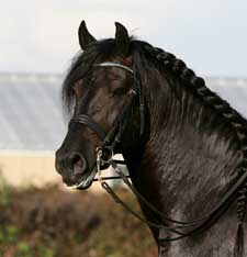 Royal Prince Amedeo