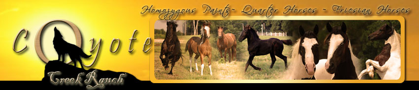 Homozygous Paints quarter horses friesian horses Coyote Creek Ranch